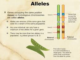 Our 'alleles and genes' video also points out 1. Allele Gene Locus And Chromosome