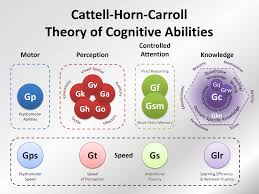 Cattell Horn Carroll Chc Theory Of Cognitive Abilities In 3d Psychology Notes School Psychology Psychology Programs