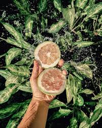 Gözyaşı damlası şeklindedir ve içi yeşil veya sarı renktedir. Pomelo Meyvesi Nedir 17 Kasim Masterchef Tropikal Meyveler Pomelo Meyvesi Nasil Tuketilir Pomelo Faydalari Nelerdir Haberler