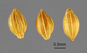 Image result for Digitaria compressa