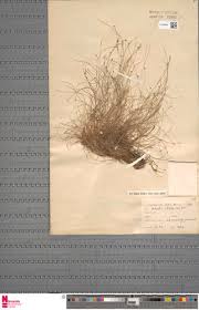 Image result for Eleocharis retroflexa