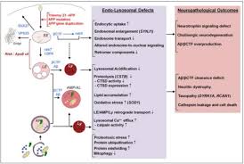 Kitab suci terjemahan dunia baharu. Dysfunction Of Autophagy And Endosomal Lysosomal Pathways Roles In Pathogenesis Of Down Syndrome And Alzheimer S Disease Abstract Europe Pmc