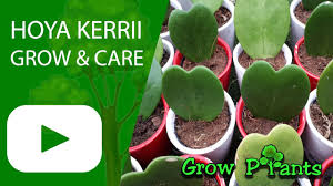 How can i make my hoya grow faster? Hoya Kerrii How To Grow Care