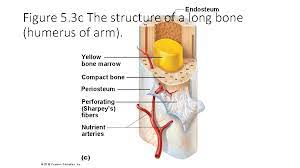 Hollow bone or long bone is longer than it is wide and is composed of the following elements the endosteum (endo = within) surrounds the medullary cavity and consists of a thin membrane. Bone Structure Structure Of Bone Long Bone Anatomy