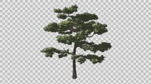 We did not find results for: Tree Growing Timelapse Stock Video Footage Royalty Free Tree Growing Timelapse Videos Pond5