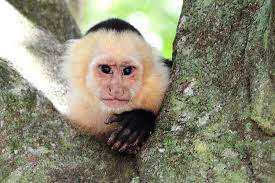 Beautiful White Faced Capuchin Monkey Costa Rica Wildlife Costa Rica Vacation Costa Rica Vacation Packages