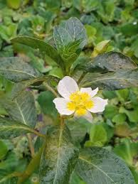 Image result for Ludwigia adscendens