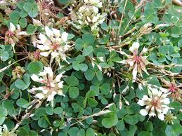 Image result for Trifolium