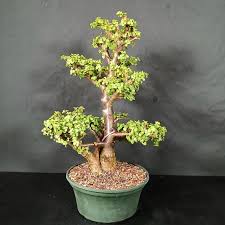Image result for Portulacaria
