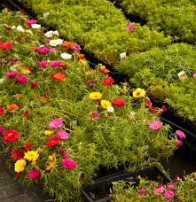 Pin On Moss Roses