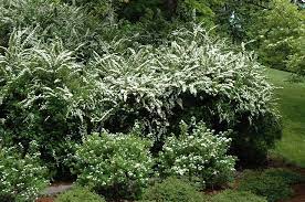 Snowmound Spirea Spiraea Nipponica Snowmound At Connon Nurseries Cbv Spirea Landscape Garden Shrubs