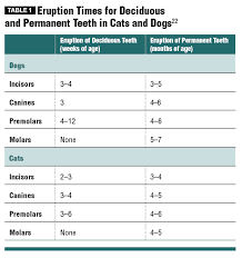 The numbering of teeth is done to indicate the location of a tooth, just like the chemical symbols for elements. Oral Examination Of Cats And Dogs Vetfolio