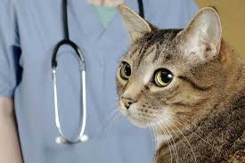 Adverse effects were limited to two episodes of vomiting and one short period of slight depression. Ask A Vet What Is Lymphoma In Cats Can It Be Treated Catster