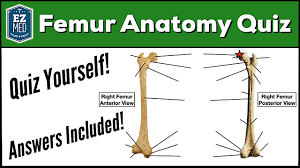 Quizzes on human skeletal system anatomy, bone anatomy, and bone markings. Femur Bone Anatomy Quiz Labeled Diagram Skeletal System Parts Ezmed