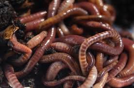 Image result for Red Wigglers