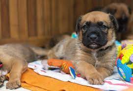 While it may not affect boxer german shepherd mix puppies as much, hip dysplasia is the most common boxer shepherd health problem you can prepare for. Boxer Shepherd German Shepherd Boxer Mix Info Pics Facts Doggie Designer