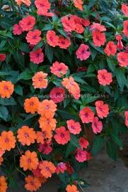 26 Best Deer Resistant Annuals Ideas Planting Flowers Flower Garden Beautiful Flowers