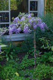 Wisteria Standard Wisteria Tree Wisteria Trellis Shade Garden