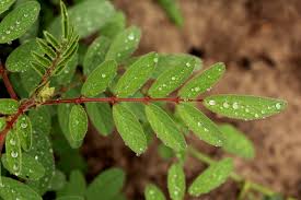 Image result for Indigofera astragalina