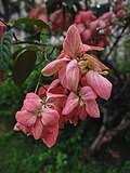 Image result for Mussaenda rivularis
