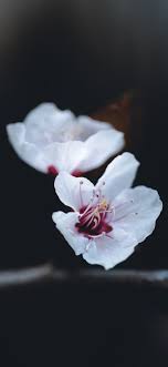 B&w image of a magnolia flower. White Flower With Black Background Wallpaper