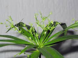 Umbrella plant cyperus papyrus alternifolius large 6 pot. Cipes In The House Even On The Window Even In The Aquarium Cyperus At Home Care And Reproduction Cipelus And Papyrus