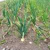 When to pull onions out of garden. 1