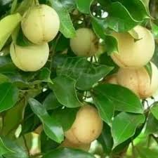 Buah pala ialah buah jenis 'drup' dan mempunyai bentuk yang berbeza di antara pokok yang selain dari jeruk dan halwa buah pala buah ini juga digunakan sebagai rempah, ubat dan perisa dalam. Jual Buah Pala Asli Di Jamin Segar Kota Tangerang Selatan Central Kebun Kita Tokopedia