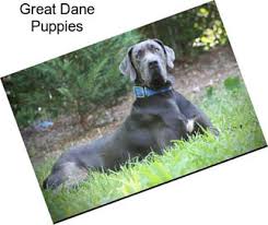 All while keeping with the foundation of the european bred great dane bloodlines. Great Dane Dogs For Sale In Dallas Agriseek Com