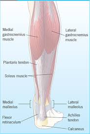 Diagnosing Achilles Tendon Injuries In The Emergency Department