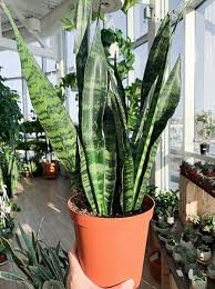 Tanaman sansevieria memiliki manfaat yang baik sebagai filter udara alami. Mengenal 5 Jenis Tanaman Sansevieria Si Lidah Mertua Rupawan Untuk Hunian Yang Lebih Menawan