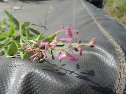 Image result for Desmodium incanum