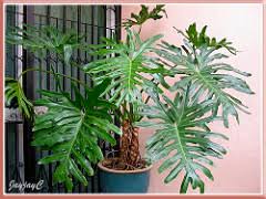 We did not find results for: Big Bold And Beautiful Foliage Of Philodendron Bipinnatifidum John Jacq S Garden