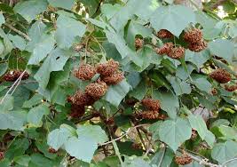 Image result for Dombeya
