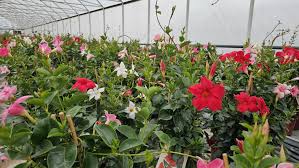 Image result for mandevilla obrázek