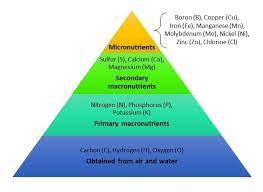 The primary macronutrients are nitrogen (n), phosphorus … Quick Guide To Fertilizing Plants Umn Extension