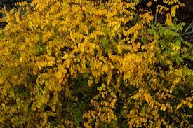 Image result for Indigofera kirkii