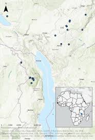 Image result for Ochna stolzii