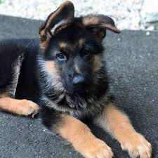 German shepherd puppies make great pets. Grasso Dog Training And Shepherds