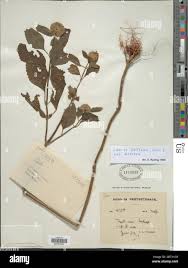 Image result for Leucas deflexa