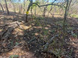 Image result for Ochna cinnabarina