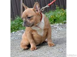 Learn how to housebreak a puppy in 6 days for free. French Bulldog For Sale French Bulldog For Sale In Md French Bulldog For Sale Va French Cute Dogs And Puppies French Bulldog Breeders French Bulldog Puppies
