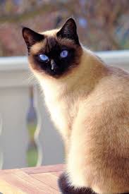 Black And White Siamese Cat A Cute Siamese Cat With Awesome Eyes Cute Siamese Cat Cuteanimals Theworldisgreat Cute Cats Beautiful Cats Siamese Cats