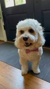 F1 突發新聞】 Alpine F1 車隊（又）地震！🤡 領隊Ollie Oakes 已辭職，即時生效。Flavio Briatore  將接管其職能。 The Flavio 權鬥效應❓😏 金主Colapinto 可樂賓度上位❓ 青訓