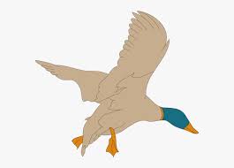 Check spelling or type a new query. Landing Mallard Svg Clip Arts Wild Duck Hd Png Download Transparent Png Image Pngitem