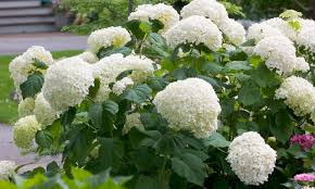 Check spelling or type a new query. Eight Shrubs For Clay Soil Hillermann Nursery Florist Inc Washington Mo 63090
