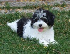 Black Bichon Frise Puppy Havachon Havanese Bichon Frise Mix Info Temperament Pictures Havanese Havanese Puppies Havanese Grooming