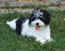 We are located in central florida in the small town of umatilla, florida. Havachon Havanese Bichon Frise Mix Info Temperament Pictures Havanese Puppies Havanese Havanese Dogs