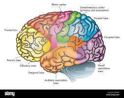 Image result for Parietal Lobe