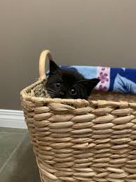 Why do cats chew on cords? Good Evening Reddit This Is Beans Lt 3https Ift Tt 37nm8wr Cat Qoutes Cat Room Cats